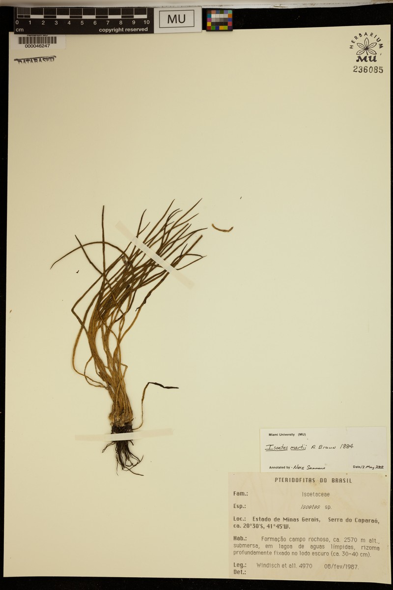 Isoetes martii photo 2