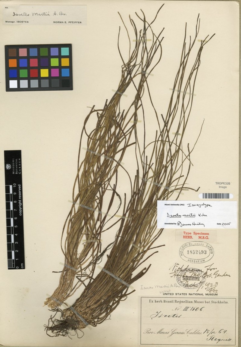 Isoetes martii photo 3