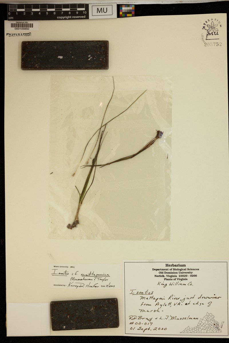 Mattaponi Quillwort