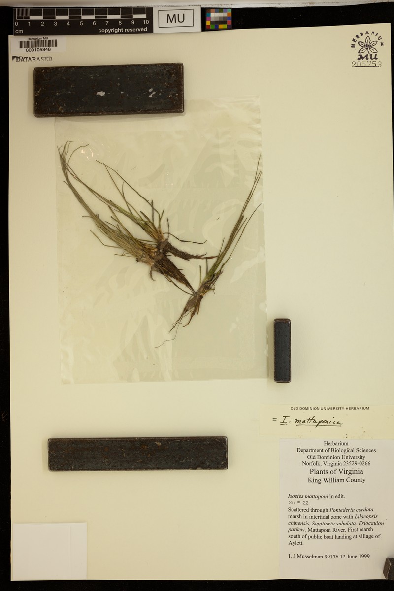 Mattaponi Quillwort photo 2
