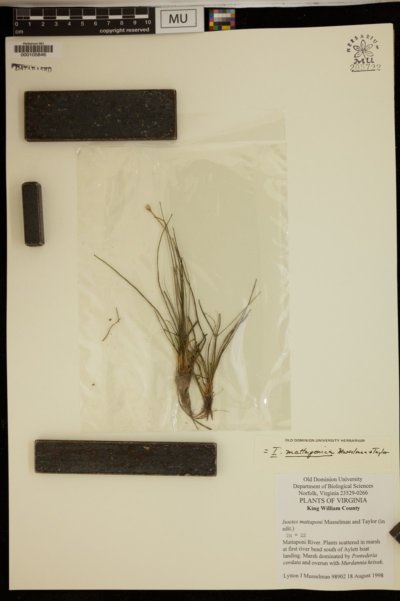 Mattaponi Quillwort photo 4