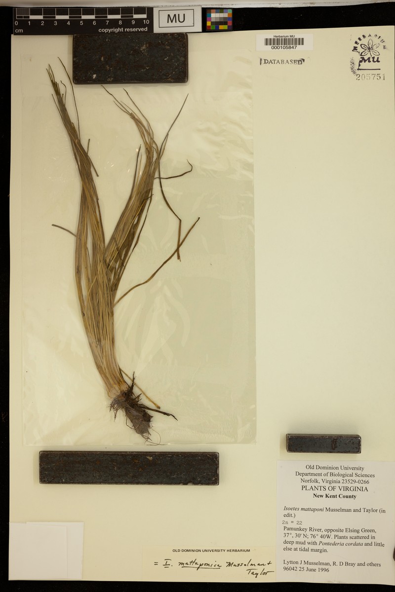 Mattaponi Quillwort photo 5