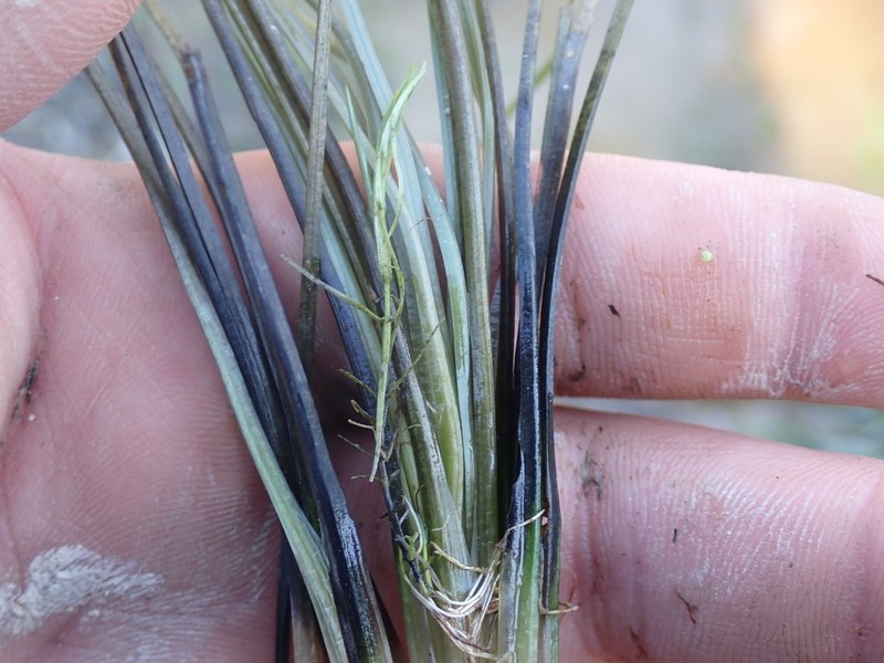 Blackfoot Quillwort