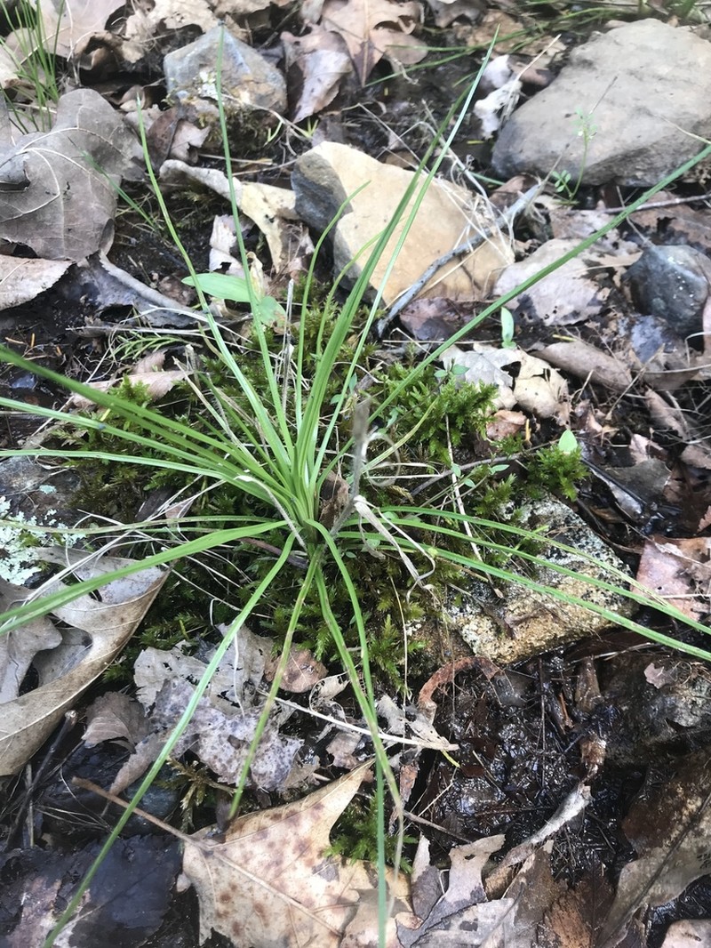 Blackfoot Quillwort photo 2