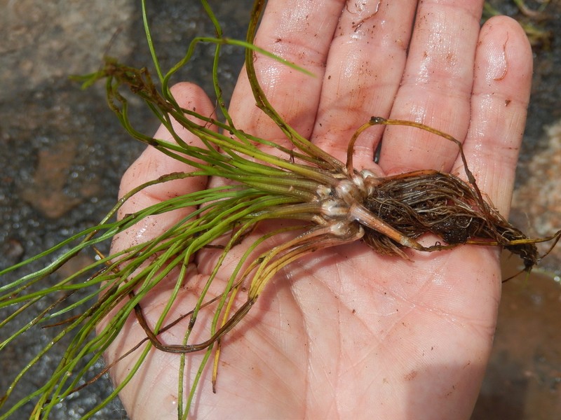 Blackfoot Quillwort photo 3