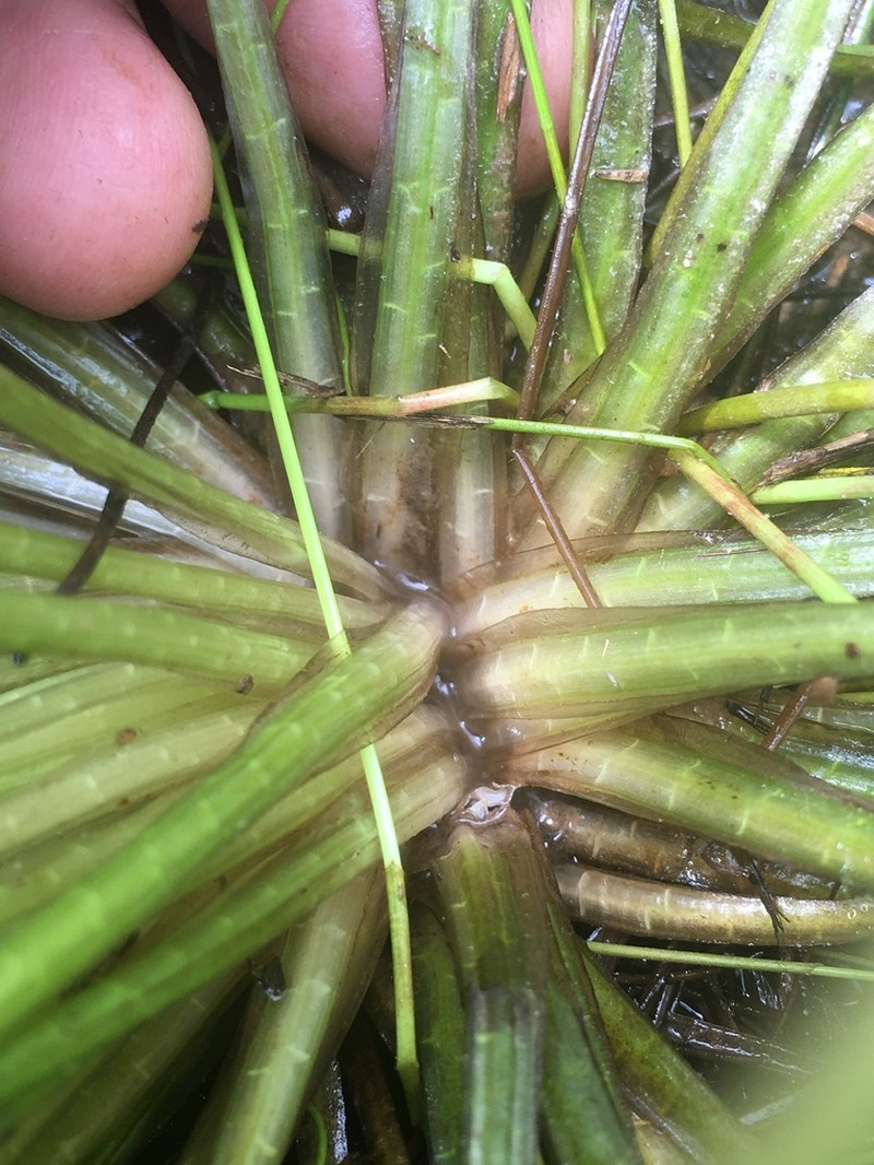 Blackfoot Quillwort photo 4