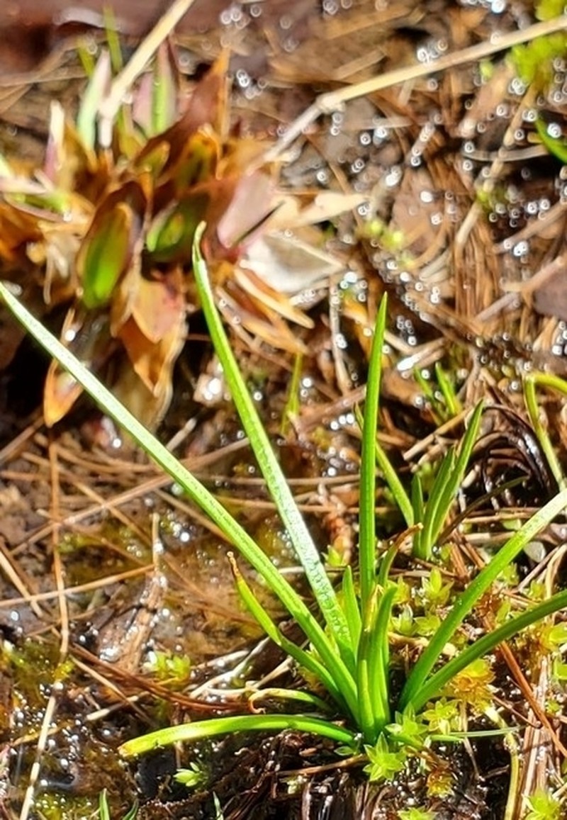 Blackfoot Quillwort photo 5
