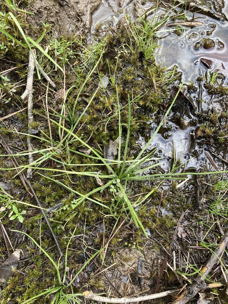 Blackfoot Quillwort photo 6