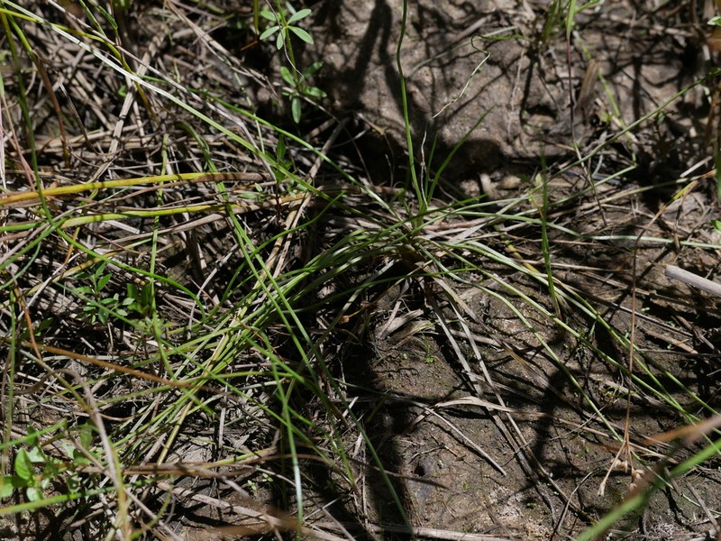 Blackfoot Quillwort photo 7