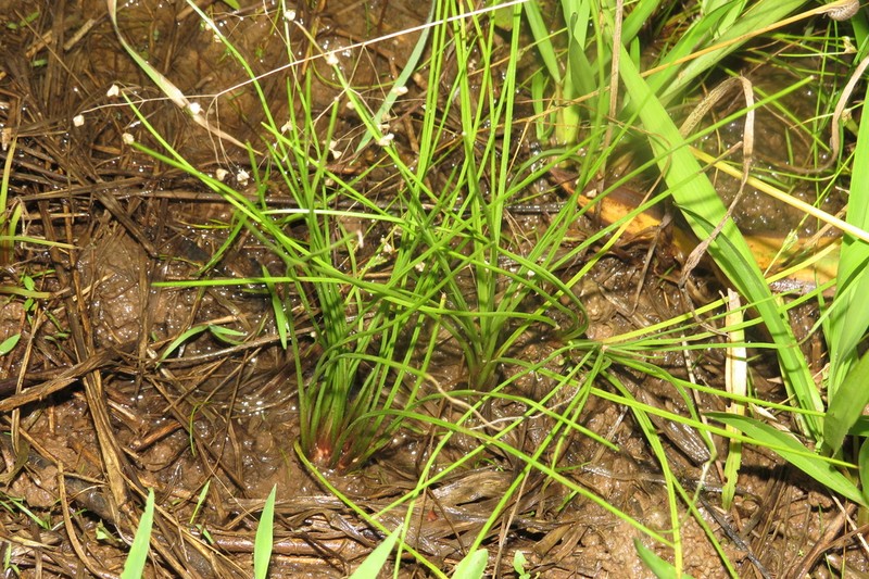 Blackfoot Quillwort photo 8
