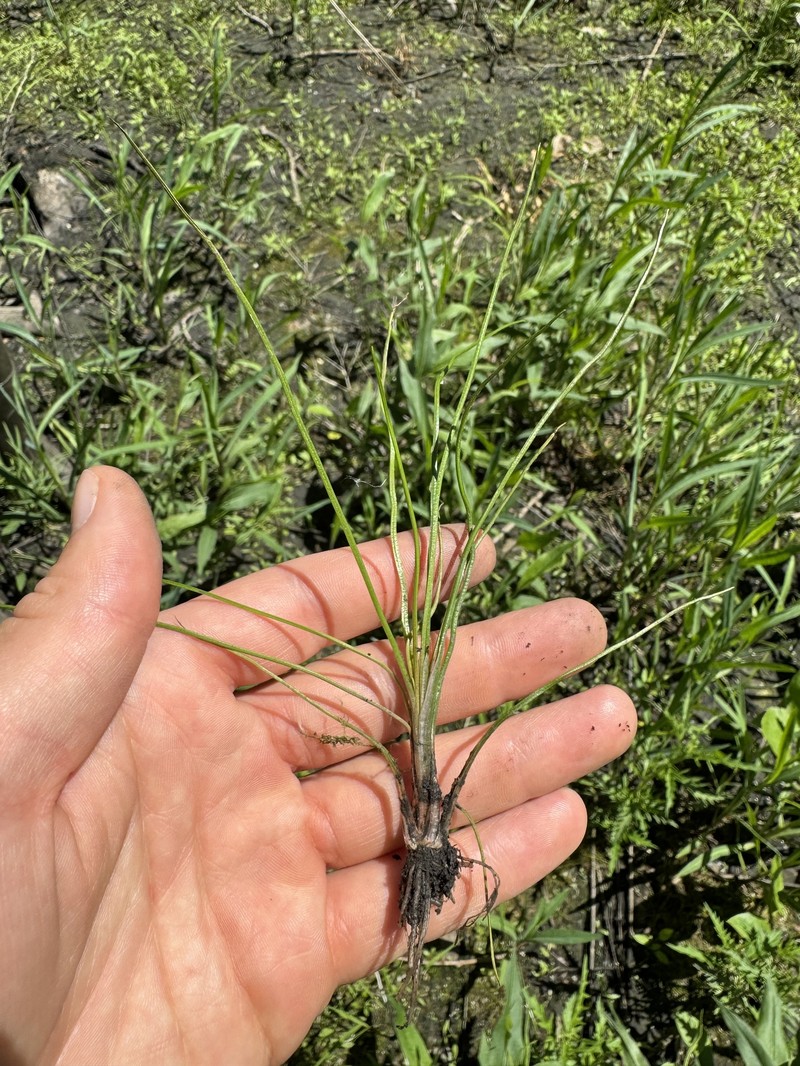 Virginia Quillwort