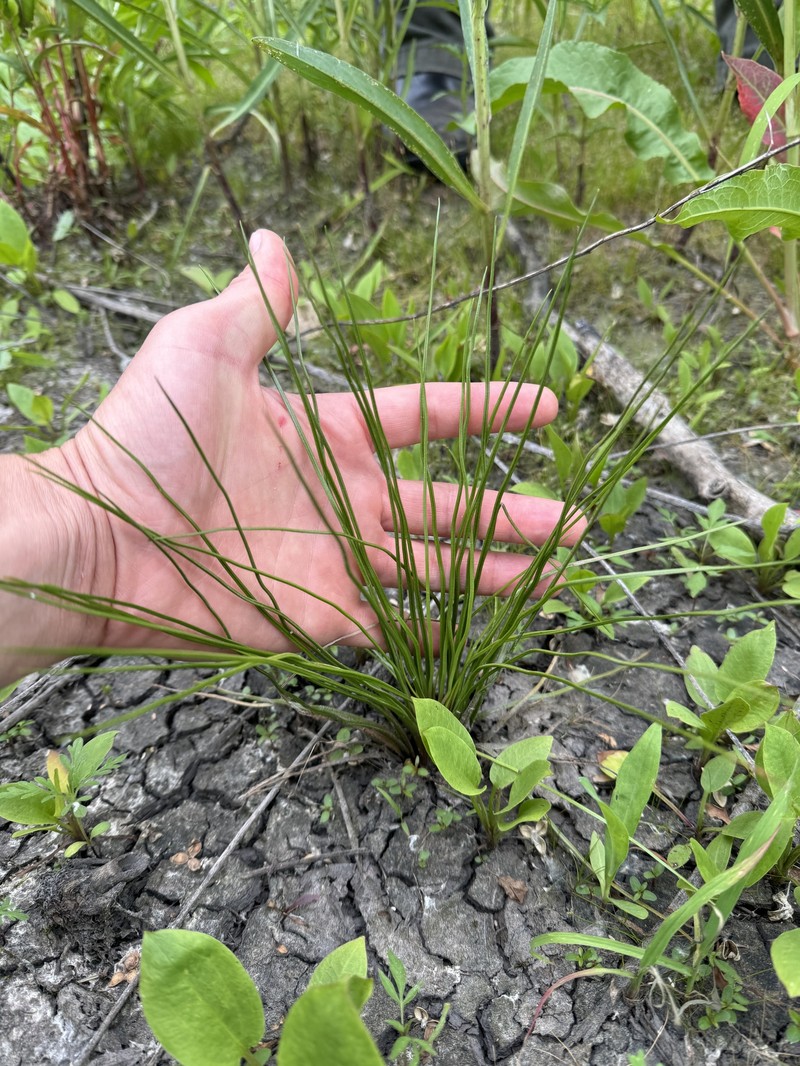 Virginia Quillwort photo 2