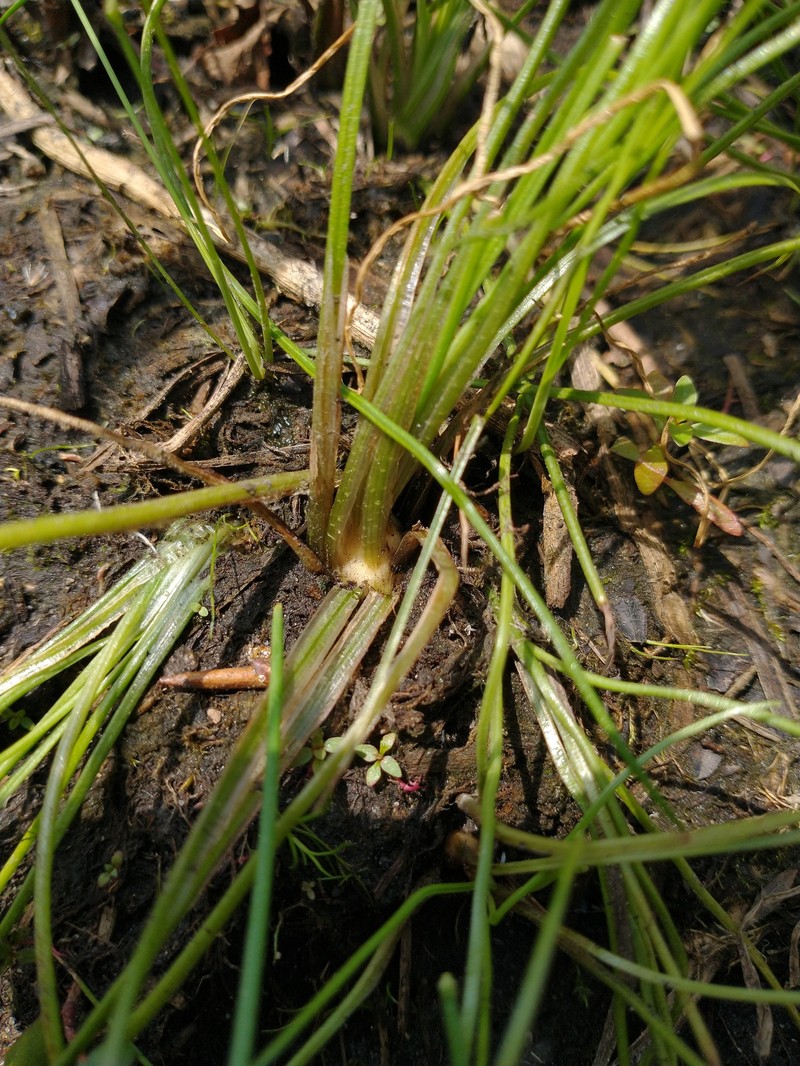 Virginia Quillwort photo 3