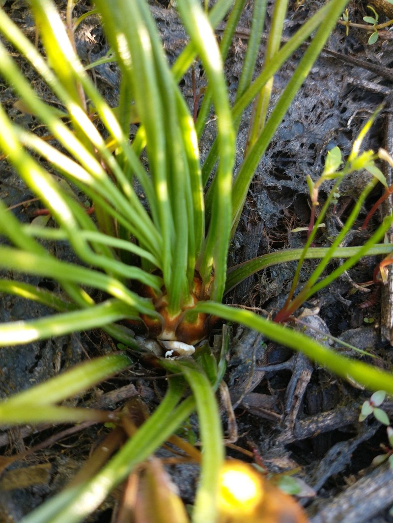 Virginia Quillwort photo 4
