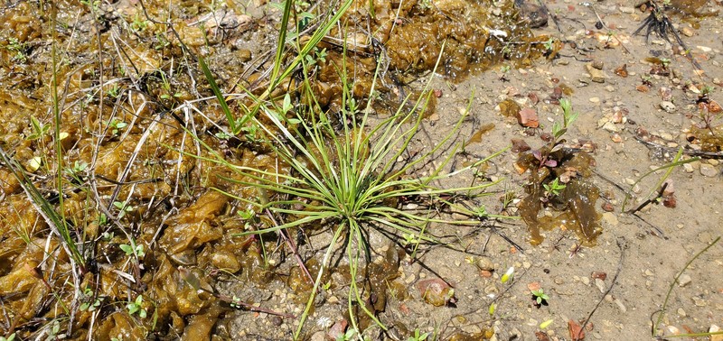 Virginia Quillwort photo 5
