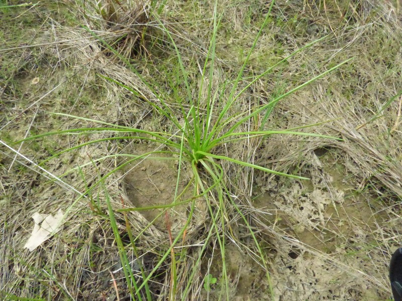 Virginia Quillwort photo 6