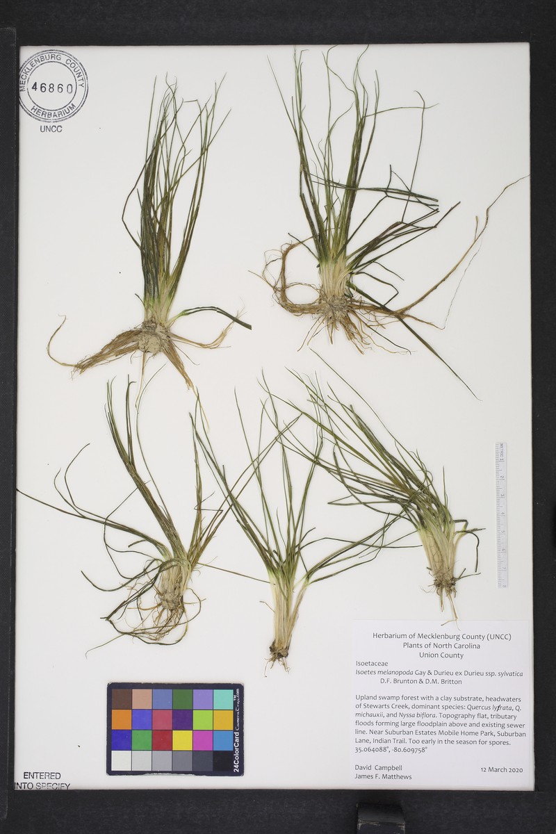 Isoetes melanopoda subsp. silvatica photo 3