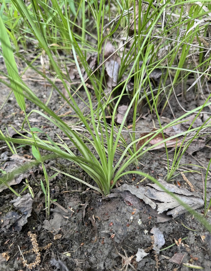 Isoetes melanopoda subsp. silvatica