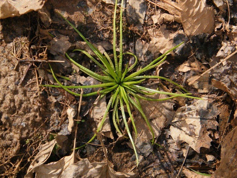 Isoetes melanopoda subsp. silvatica photo 3