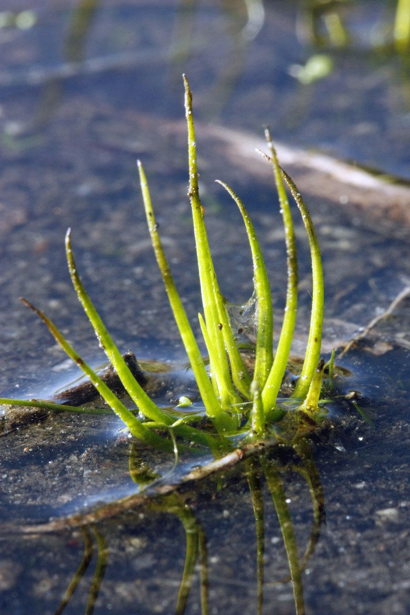 Blackspore Quillwort