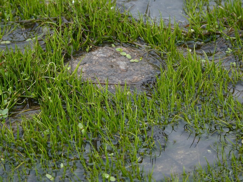 Blackspore Quillwort