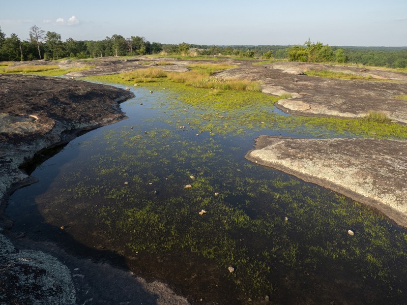 Blackspore Quillwort photo 2