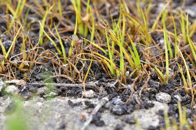 Blackspore Quillwort photo 3