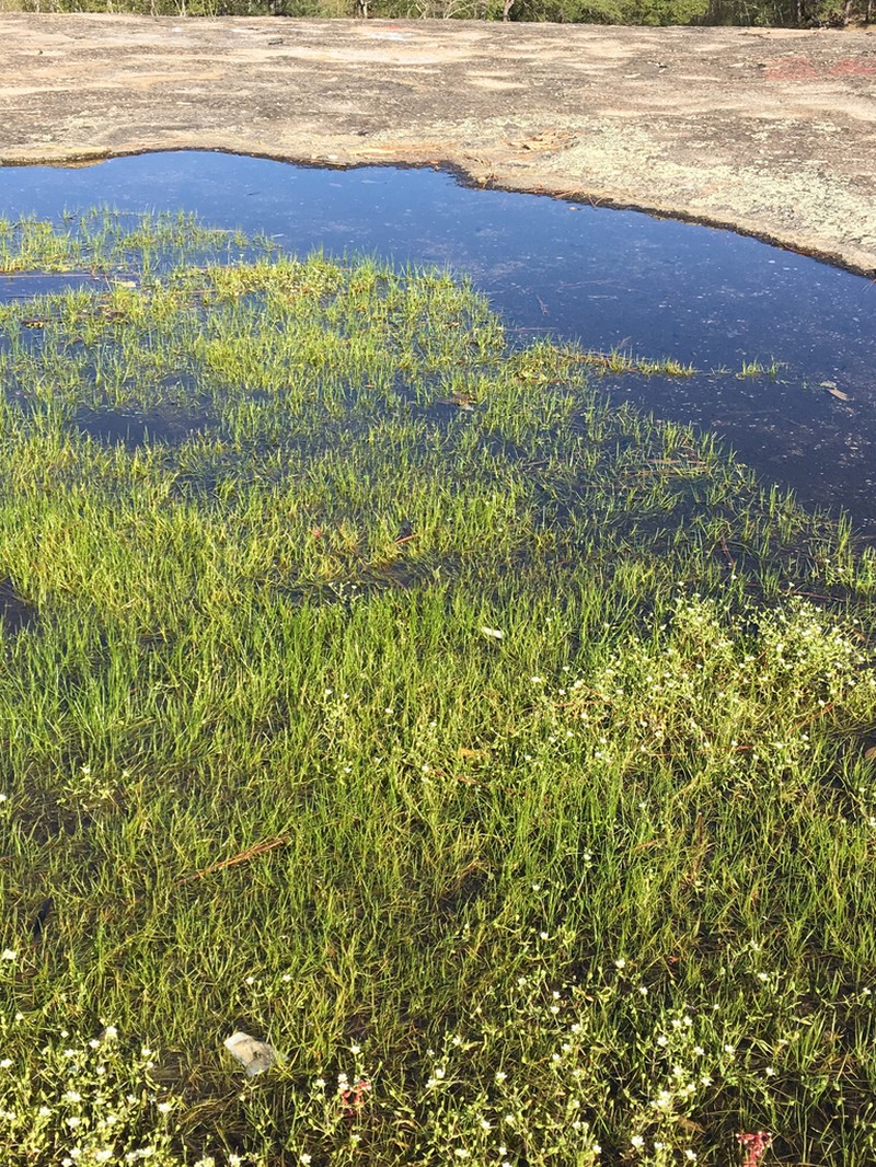 Blackspore Quillwort photo 4