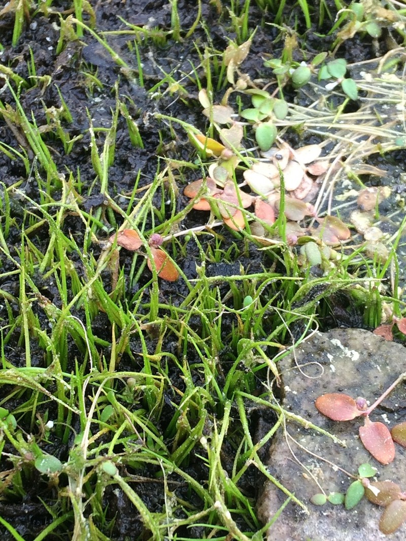 Blackspore Quillwort photo 5