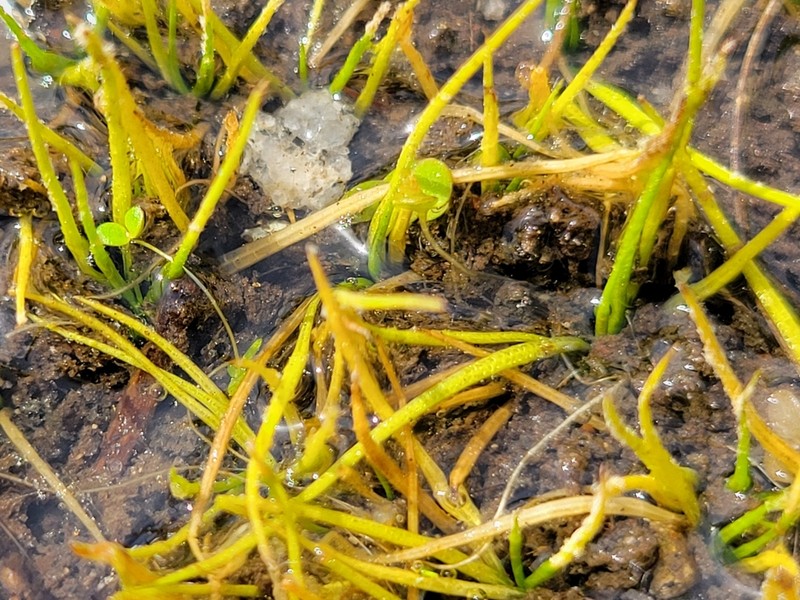 Blackspore Quillwort photo 6