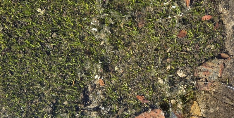 Blackspore Quillwort photo 7