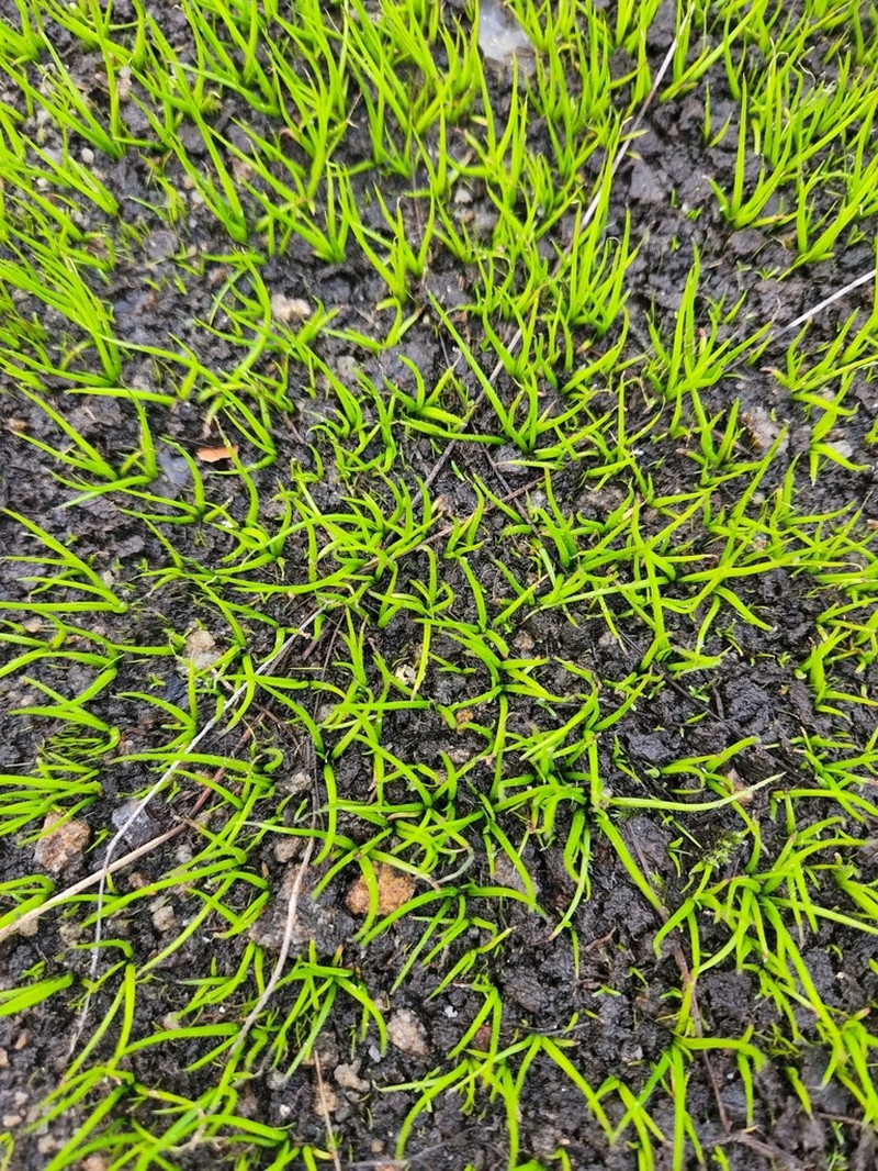 Blackspore Quillwort photo 8