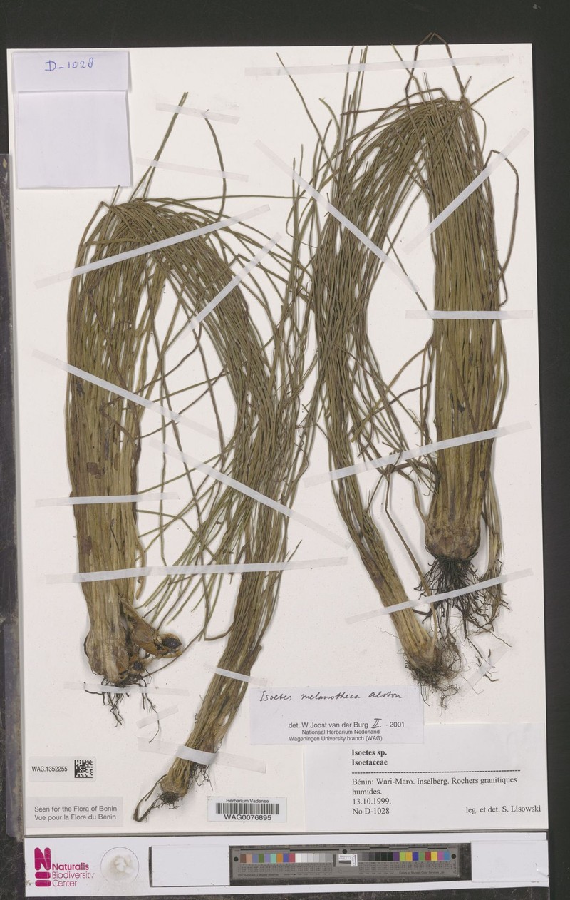 Isoetes melanotheca photo 2
