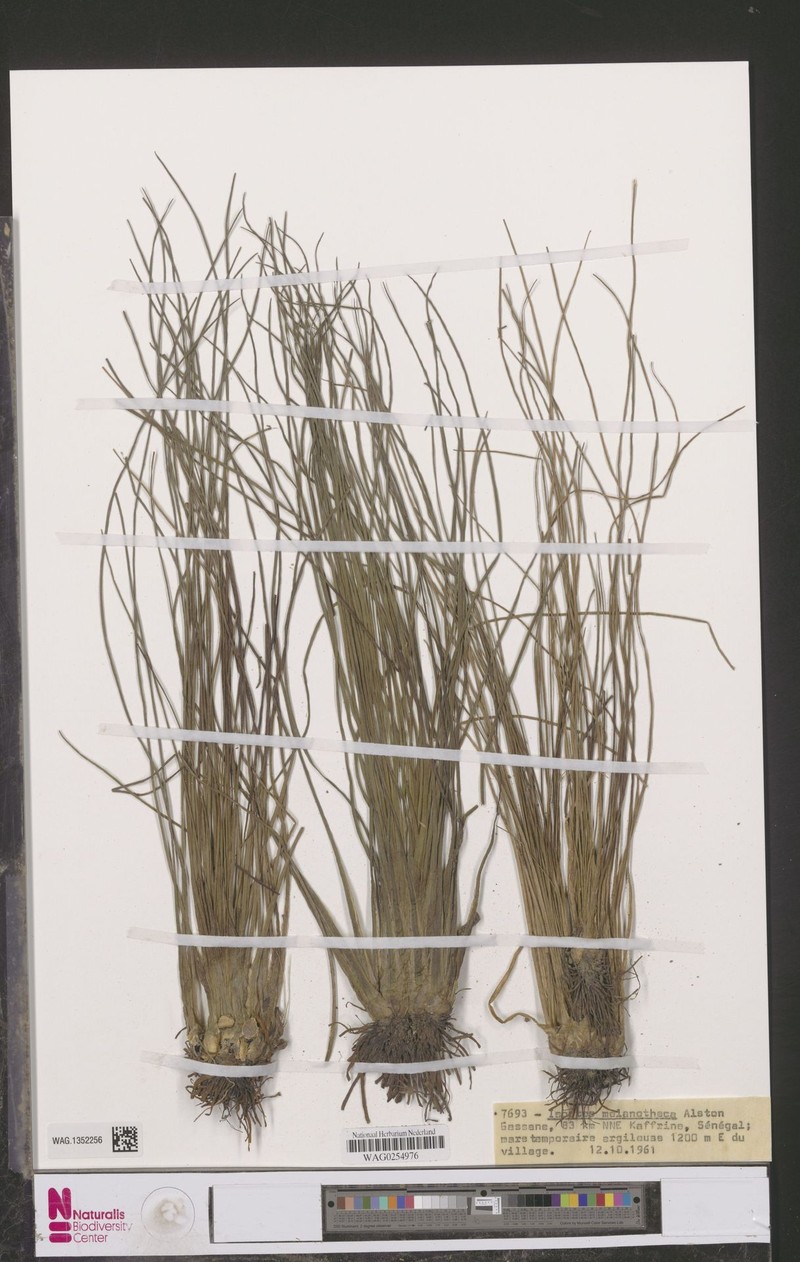 Isoetes melanotheca photo 3