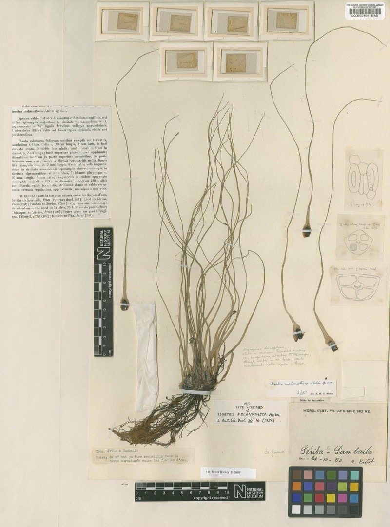 Isoetes melanotheca photo 4