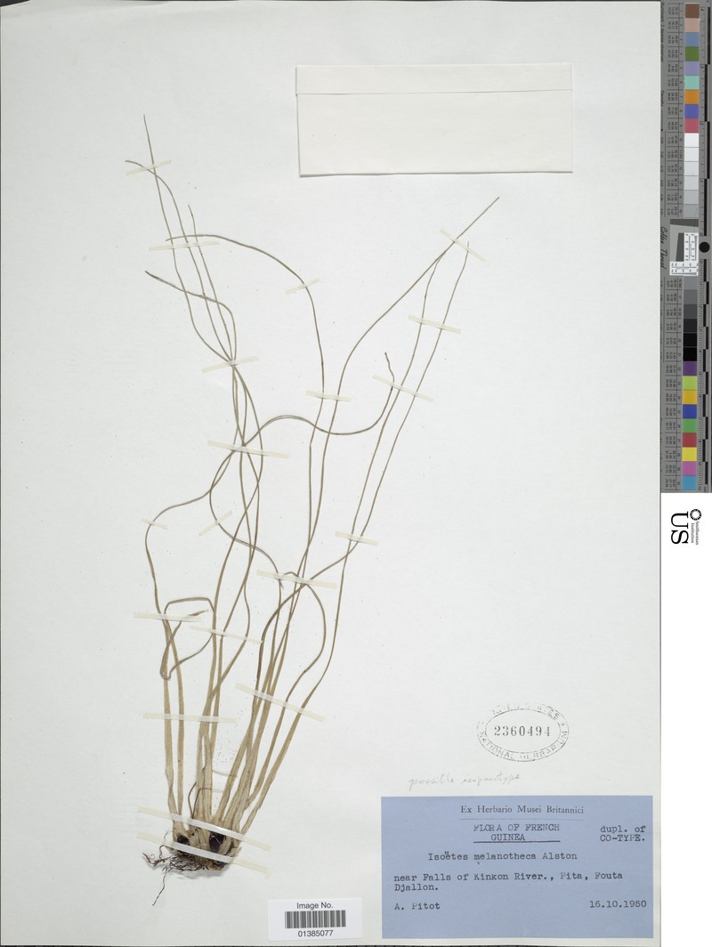 Isoetes melanotheca