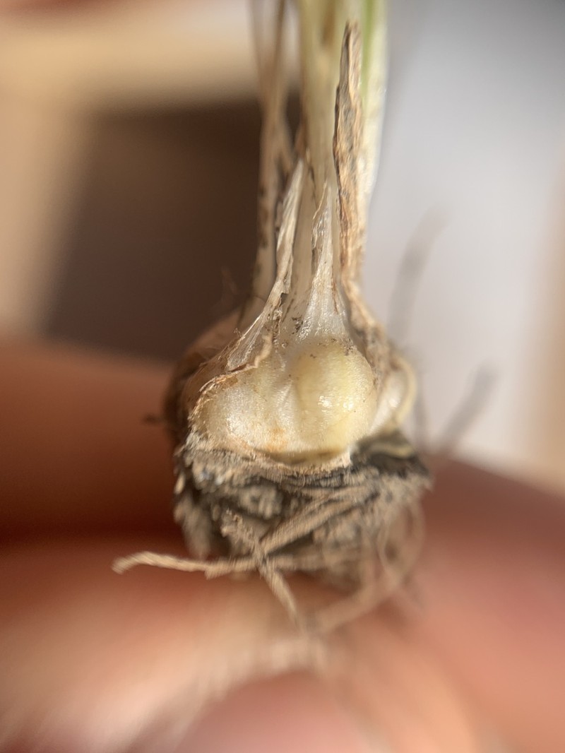 Isoetes mexicana photo 2