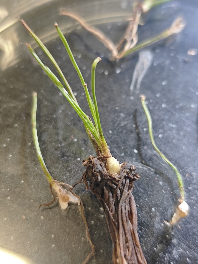 Isoetes mexicana photo 3