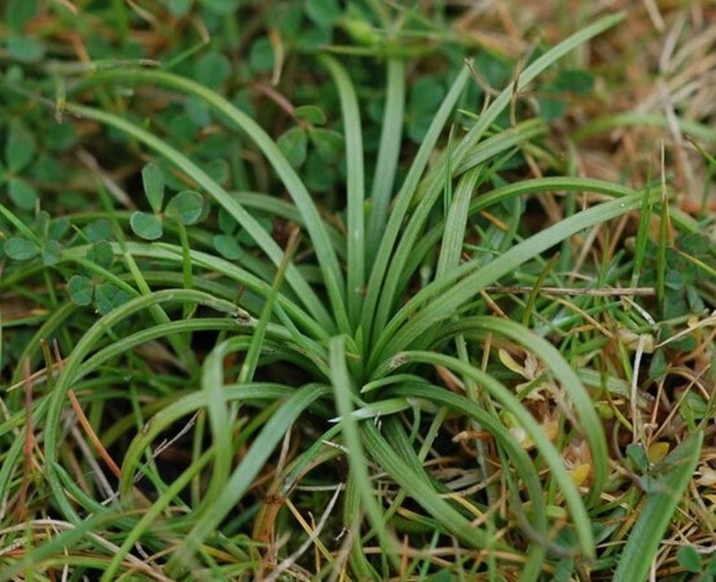 Isoetes mexicana photo 4