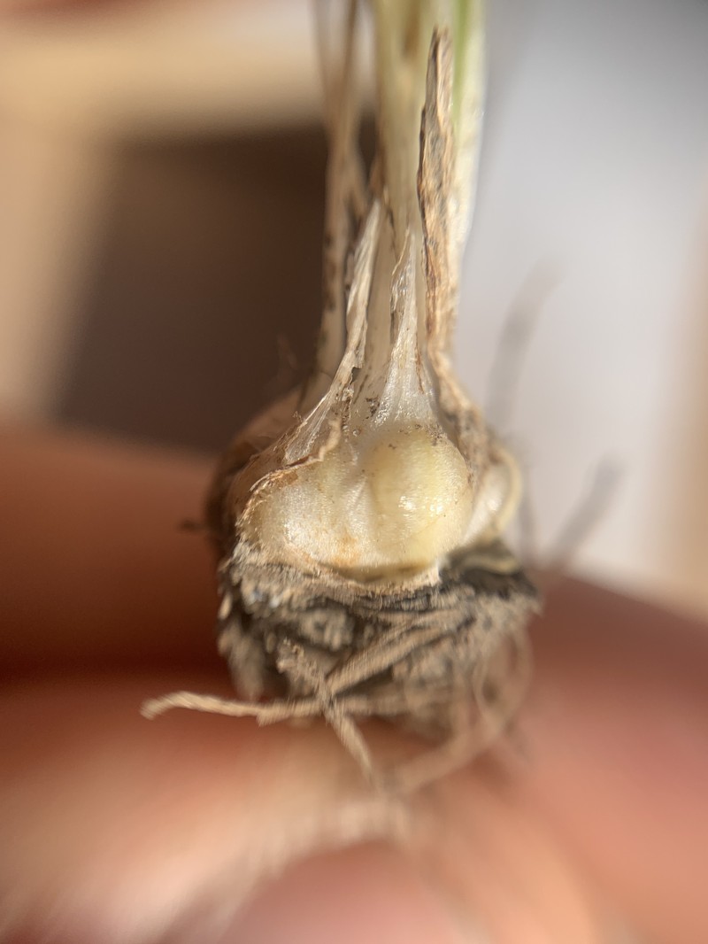 Isoetes mexicana photo 5