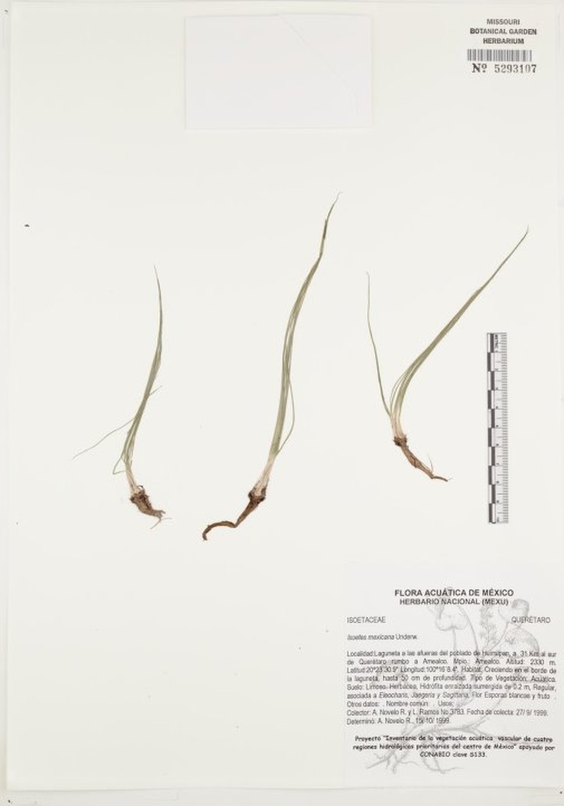 Isoetes mexicana photo 6