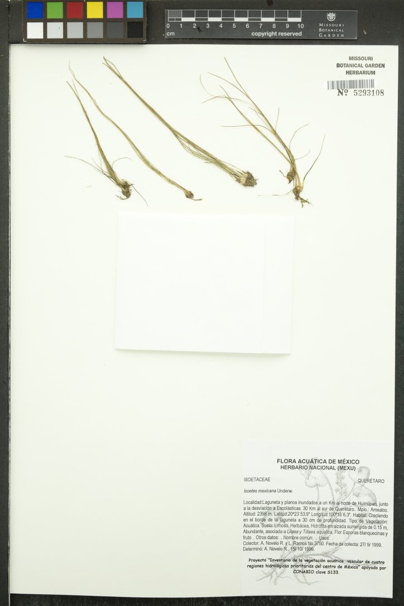 Isoetes mexicana photo 7