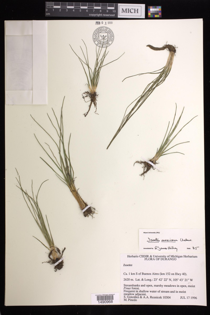 Isoetes mexicana photo 8