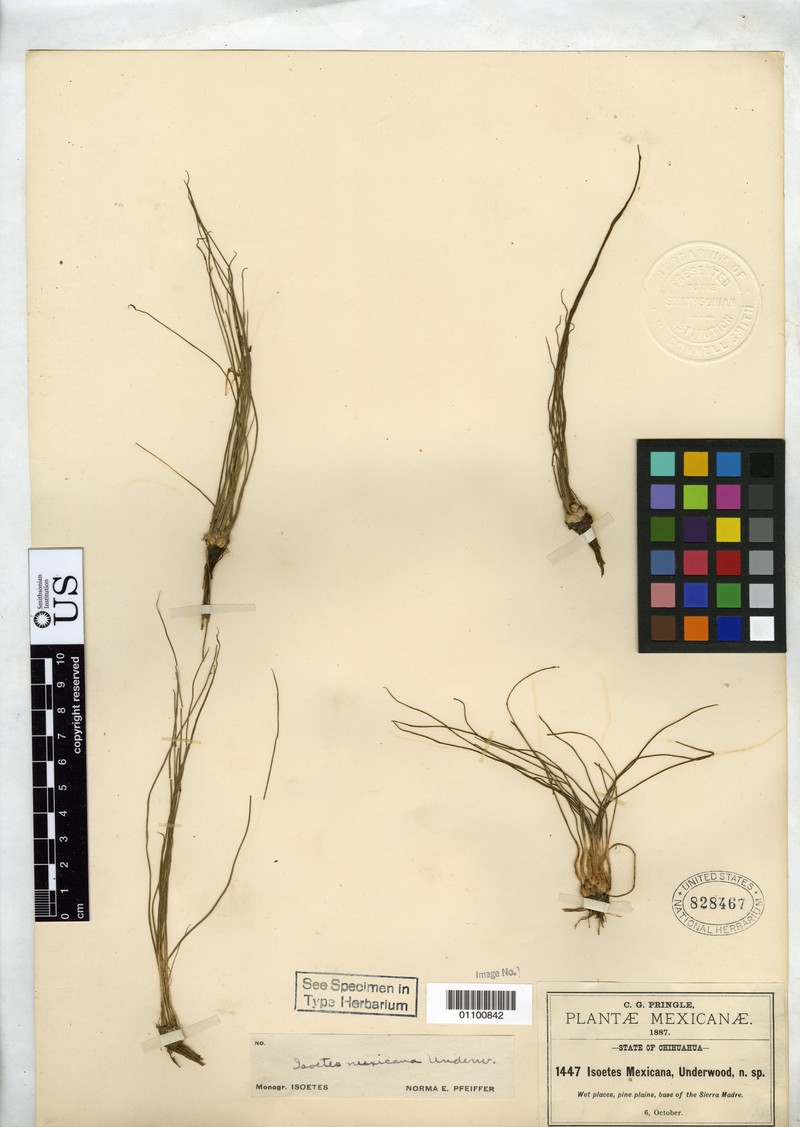 Isoetes mexicana