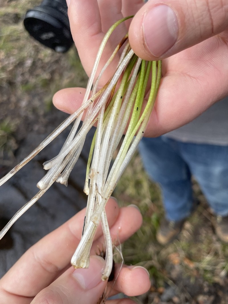 Thin-Wall Quillwort