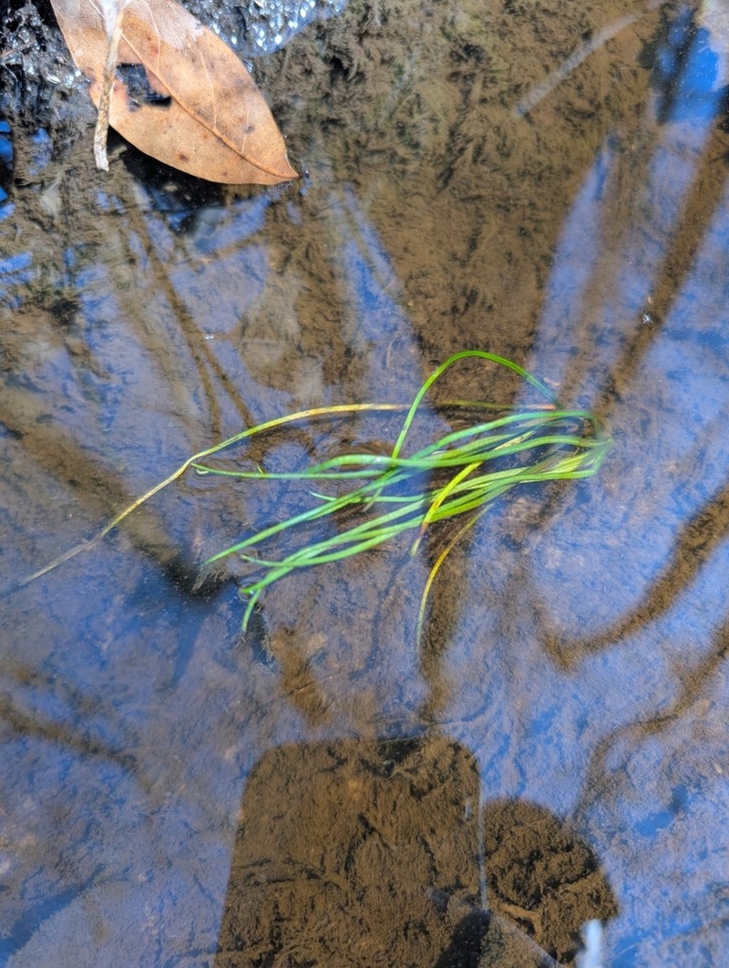 Thin-Wall Quillwort photo 3