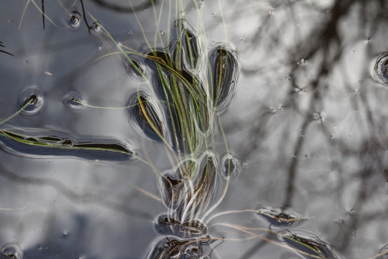 Thin-Wall Quillwort photo 4