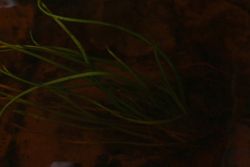 Thin-Wall Quillwort photo 7