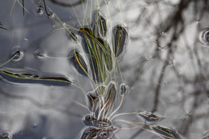 Thin-Wall Quillwort photo 8