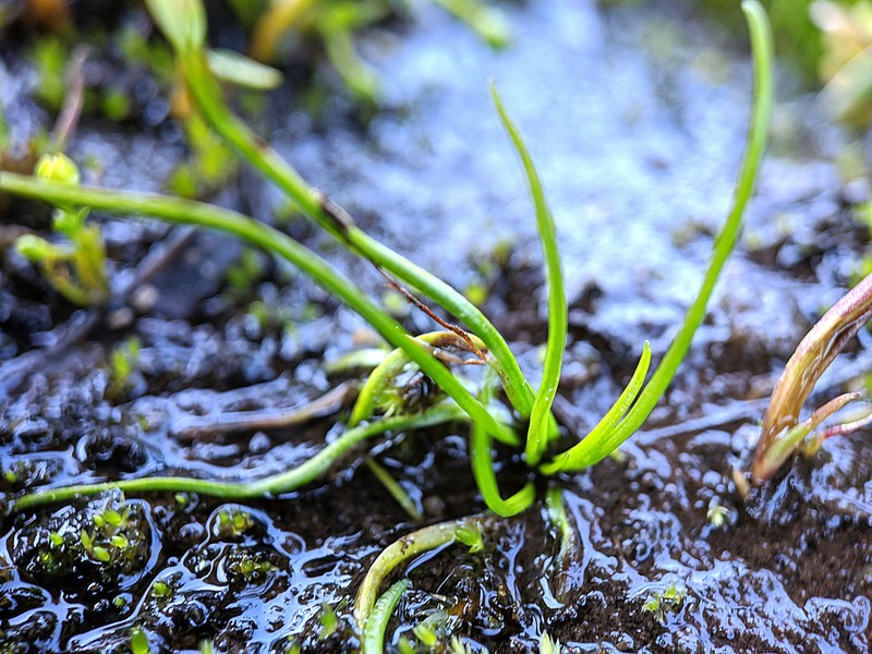 Midget Quillwort